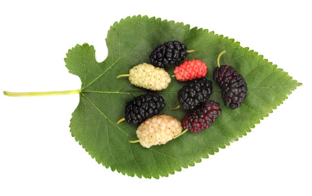 Mulberry on the green leaf backgroundの写真素材