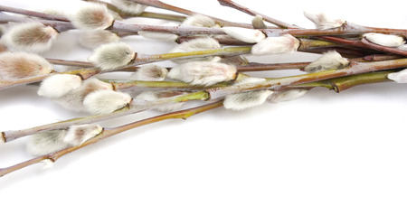 Branches of the pussy willow on white background.の写真素材