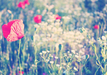 Field of red poppies and other wild flowers の写真素材