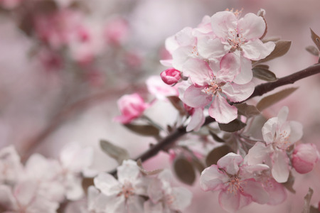 Pink apple tree flowers on nature background.の写真素材