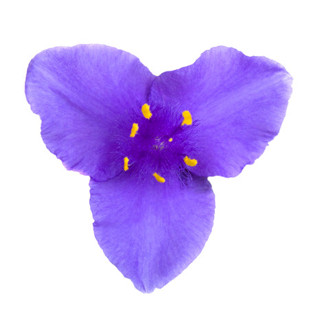 Blue trifoliate flower on a white backgroundの写真素材