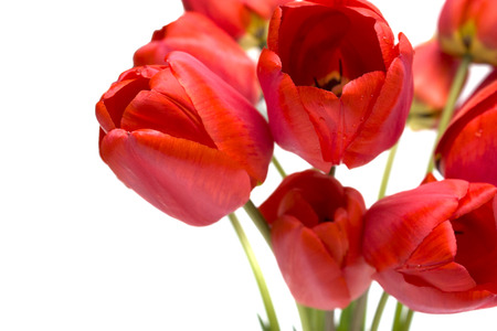Bouquet of fresh red tulips. 
の写真素材