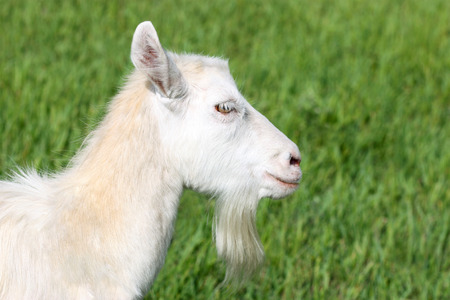 White goat on a green  field background.