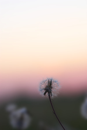 Big delicate dandelion at pink sunsetの写真素材