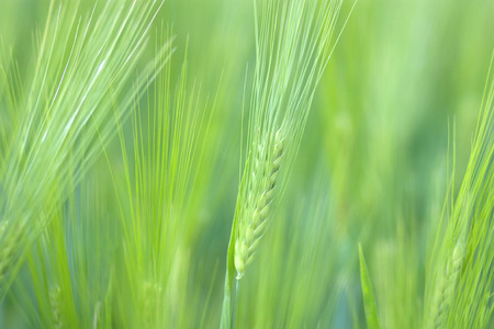 Close up of wheat spikelets in a green field.の写真素材