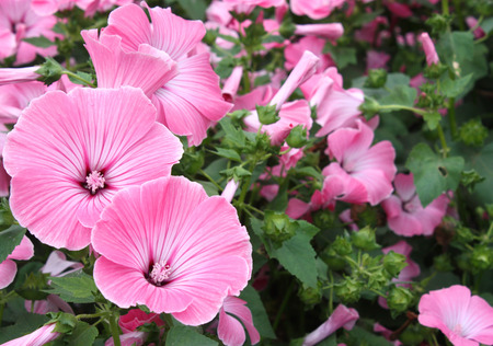 Delicate pink flowers in the summer parkの写真素材