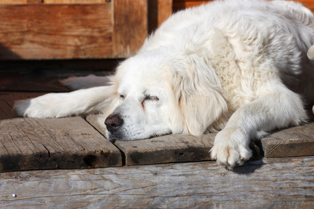 Ð¡ute white dog asleep on the porch