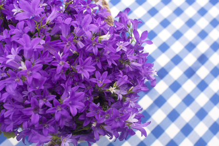Blue bells against the background of a checkered white blue tableclothの写真素材