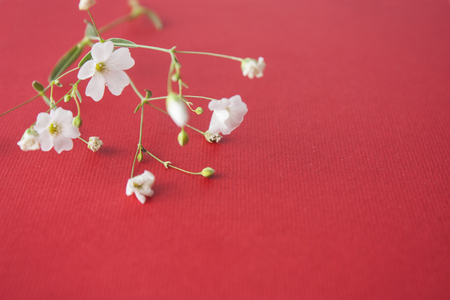 Shallow white flowers on a red backgroundの写真素材
