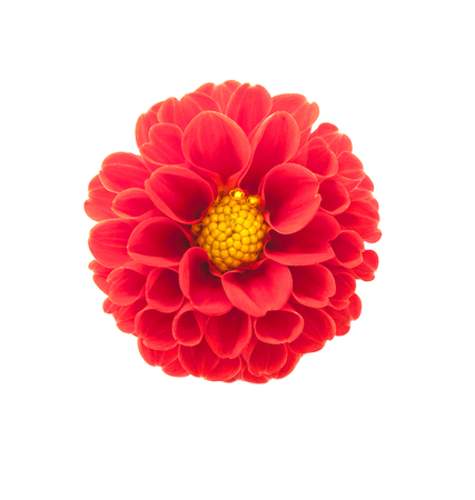 Dahlia on a white background.の写真素材