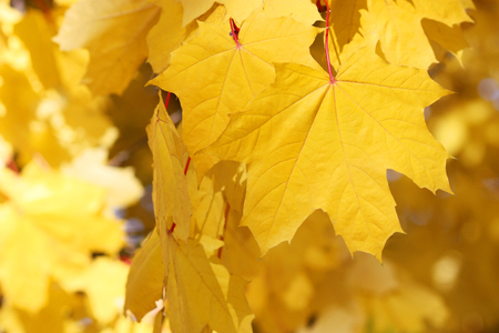 Yellow fall leaves background.の写真素材