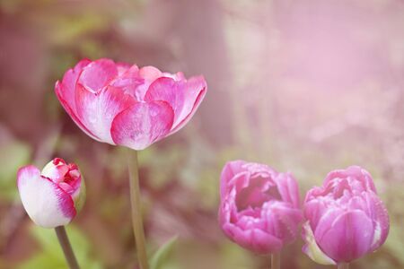 Pink toned blooming tulip on natural backgroundの写真素材