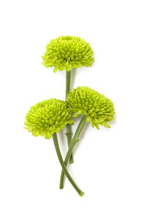 Green chrysanthemum flowers isolated on white backgroundの写真素材