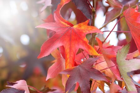 Red, orange and yellow fall leaves changing color.