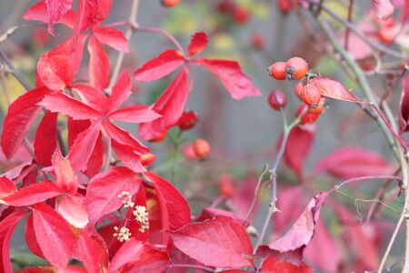 Red, orange and yellow fall leaves changing color.の写真素材