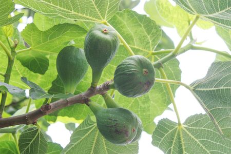 Not ripe figs on the branch of a fig tree.の写真素材