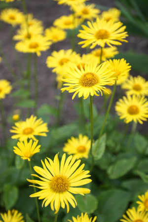 Doronicum yellow flowers in the garden in spring.の写真素材