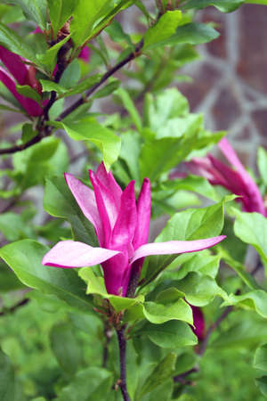 Magnolia tree with pink flower and green leaves. Spring season.の写真素材