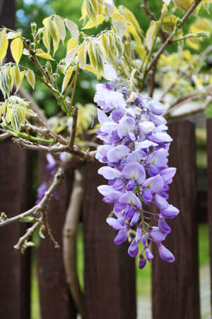 Beautiful cascade of wisteria flowers near the wall of an old house