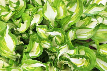 Green and white hosta background.の写真素材