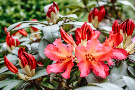Red azalea blooming in the spring park
