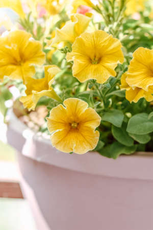 Pot with petunias on the balcony in summerの写真素材