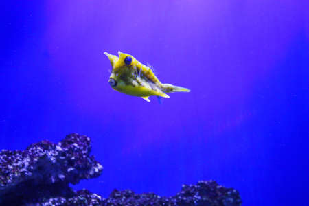 Longhorn cowfish (Lactoria cornuta), aquarium photo.
