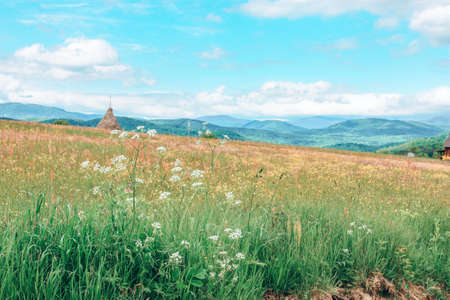 Wild flower in the Carpathians meadowの写真素材