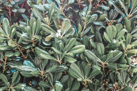 Shrubs and trees Pittosporum tobira. Landscaping design.