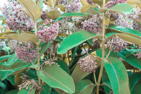 Closeup of Common Milkweed flowers (Asclepias syriaca)