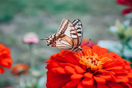 Western Tiger Swallowtail Butterfly on Red Zinniaの写真素材