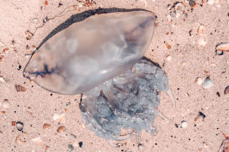 Big jellyfish on the shore of the Sea, on the beach on a summer day, close-up