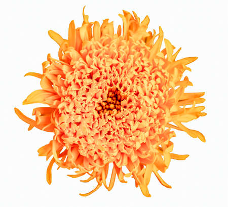 Beautiful yellow marigold flowers on white background