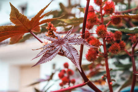 Castor oil plant, Ricinus communis in autumnの写真素材