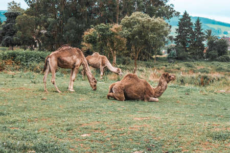 Ð¡amels on the green lawnの写真素材
