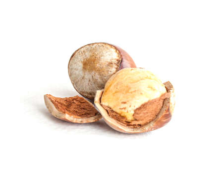 Hazelnut isolated on white background closeup