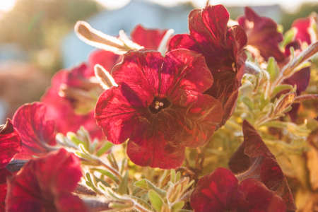 Pot with petunias on the balcony in summer
