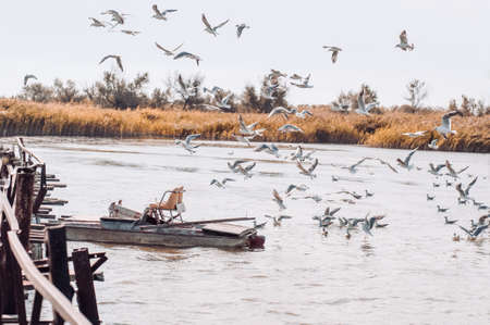Many seagulls on the river near the old bridge and the catamaran. Autumn landscape.の写真素材