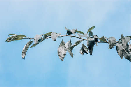 Branch of wild olives on a sky background