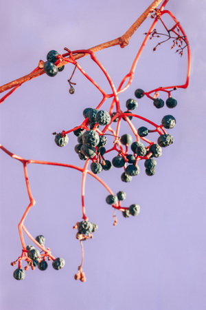 Wild grape berries on lilac backgroundの写真素材
