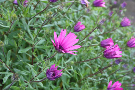 Beautiful lilac flowers like daisy. Osteospermum Eklon on the background of green leaves.