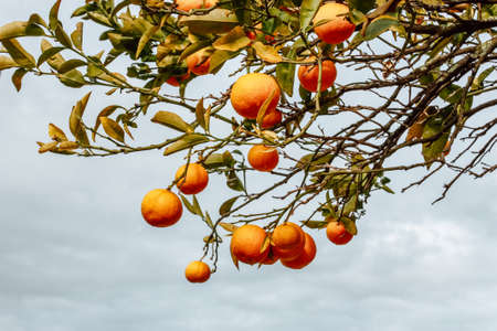 Row of ripe juicy orange on the tree in the garden in the sun, sweet fruit harvest.の写真素材