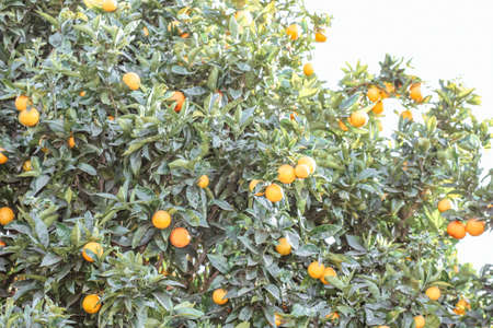 Ripe oranges on a tree outdoor in the summer.  Fresh orange mandarins growing on tree groves in farm...