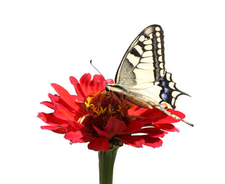 Western Tiger Swallowtail Butterfly on Red Zinnia on white backgroundの写真素材
