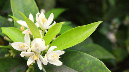 Orange blossom flowers in a tree on natural backgroundの写真素材