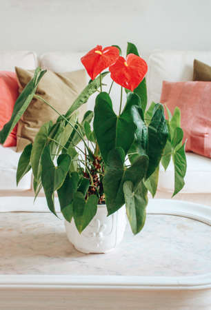 Beautiful red anthurium flower in a flowerpot on the table.の写真素材