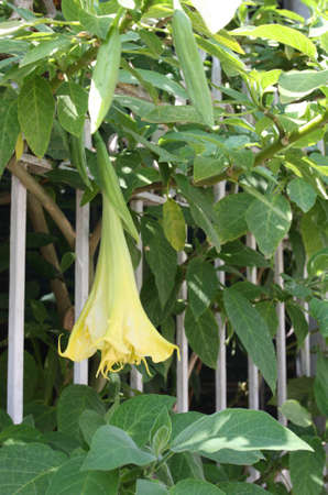 The bud of yellow dtura stramonium in the garden.の写真素材