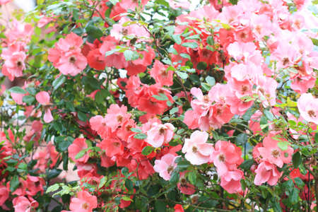 Flowering bush of pink rose varieties ballerina. A simple non-double rose.