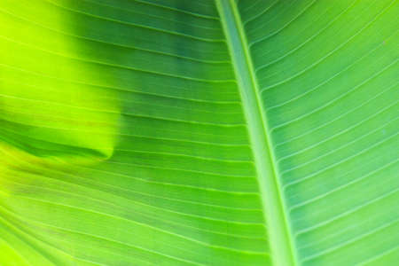 Banana leaf green natural backgroundの写真素材