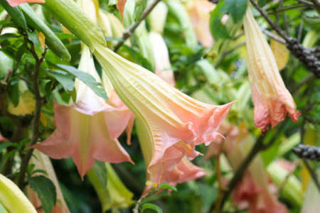The bud of pink datura stramonium in the garden.の写真素材